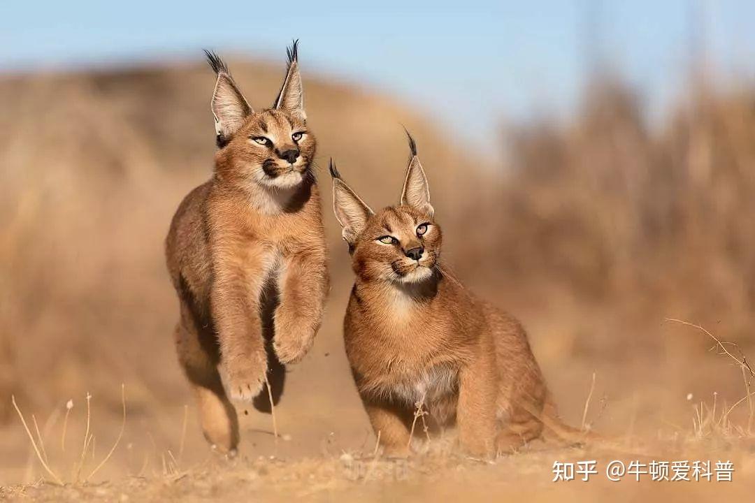 世界上10种极度凶残的猫,猞猁竟屈居第二,黑足猫能干掉长颈鹿? - 知乎