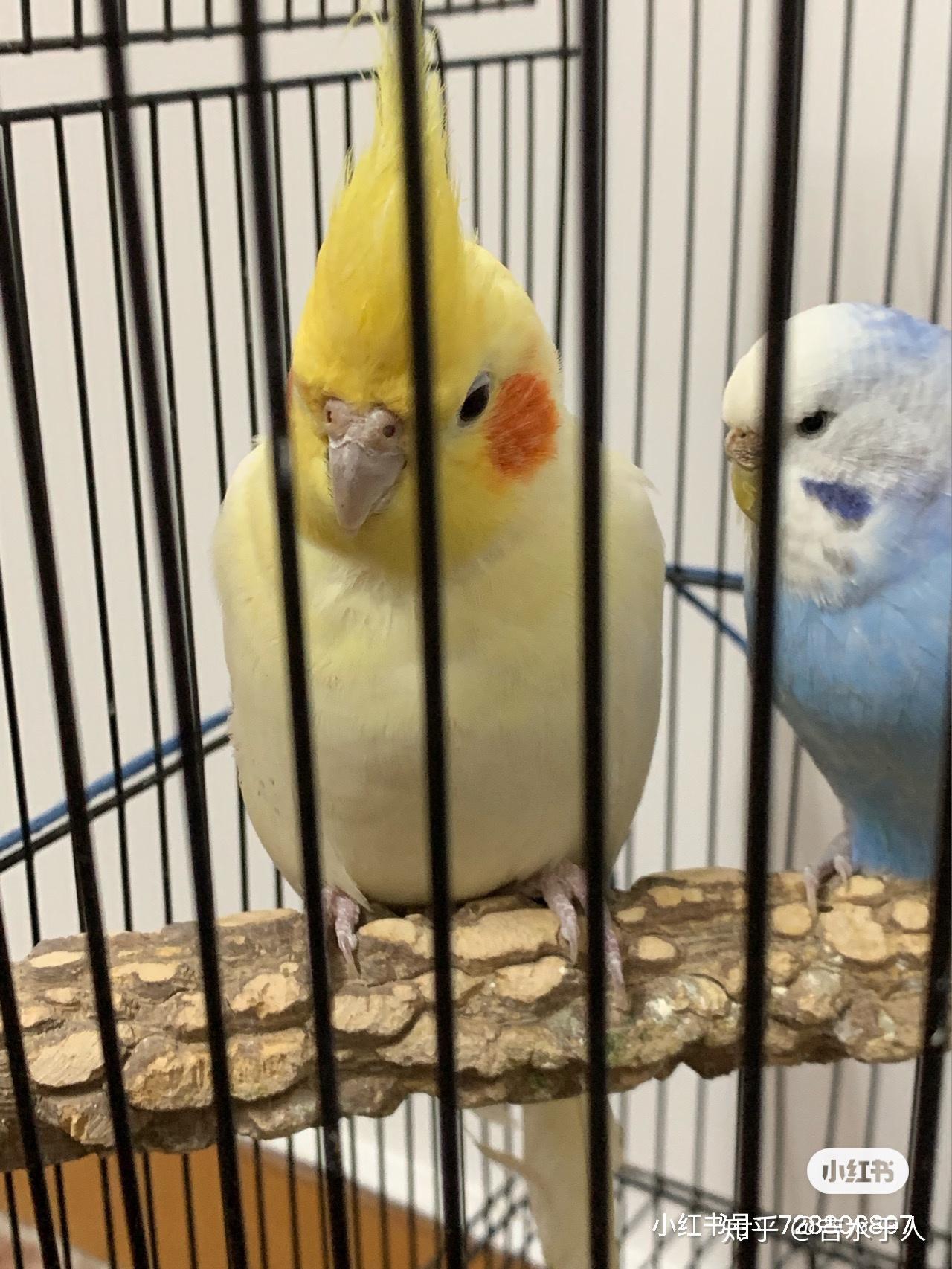 寻找黄色玄凤鹦鹉