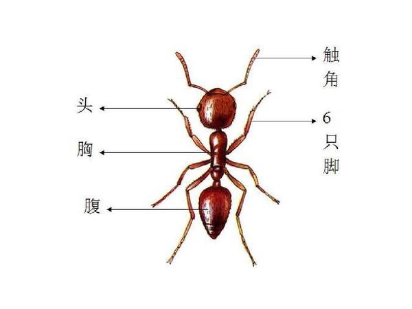 蚂蚁们的生存之道,让其不断演化出的独特生物结构,也是蚂蚁相比人类