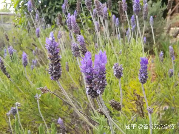 精油拉丁学名隐藏的重要信息 知乎 精油拉丁学名隐藏的重要信息 知乎
