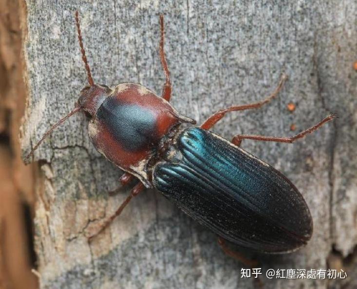 人不我害,我亦无忧——叩头虫的生存之道