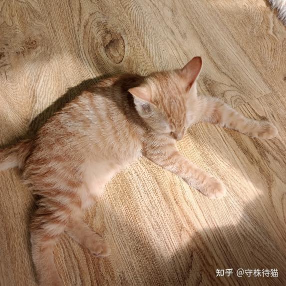 网红猫大圆子照片图片