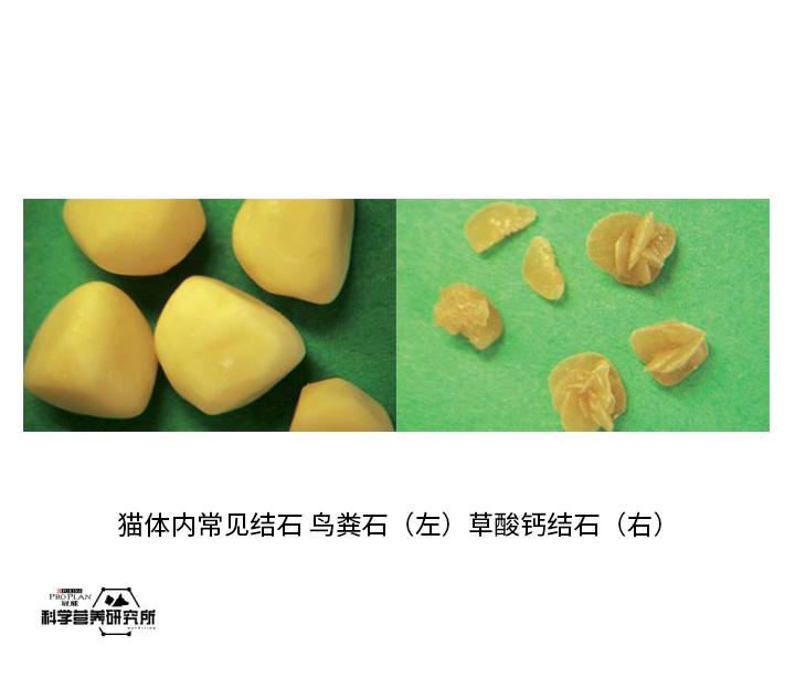 怎样应对猫咪的一生之敌下泌尿道综合征flutd