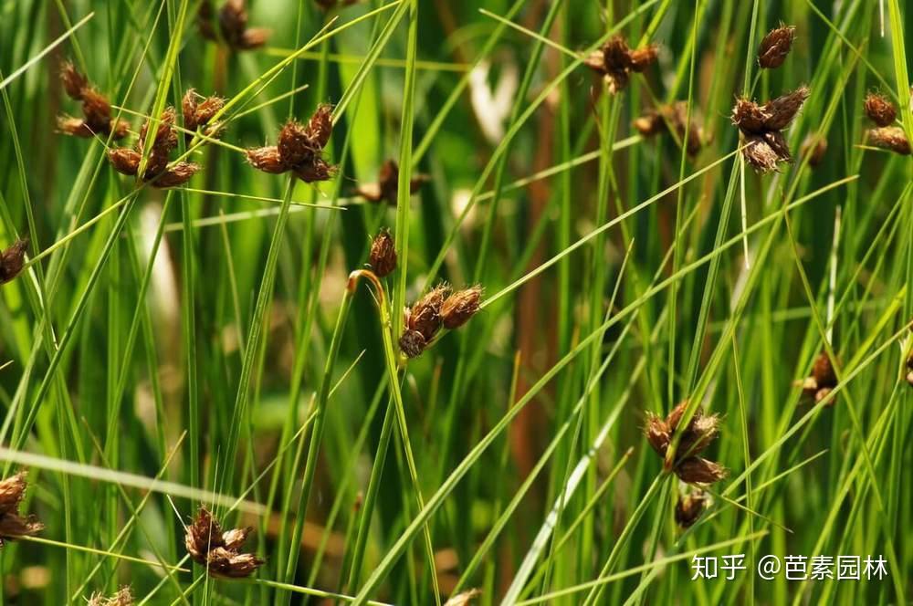 莎草科杂草的快速识别