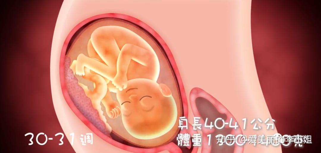 妈妈宝典怀孕第3期发展产检饮食活动篇