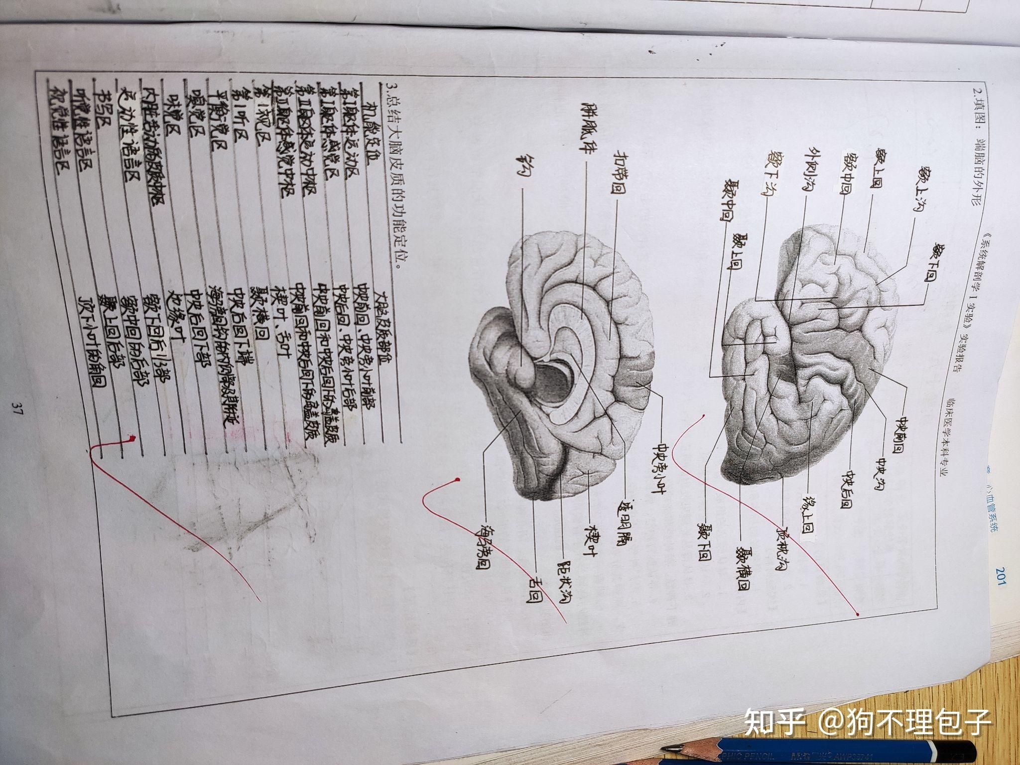 大一系統解剖學實驗報告繪圖繪圖