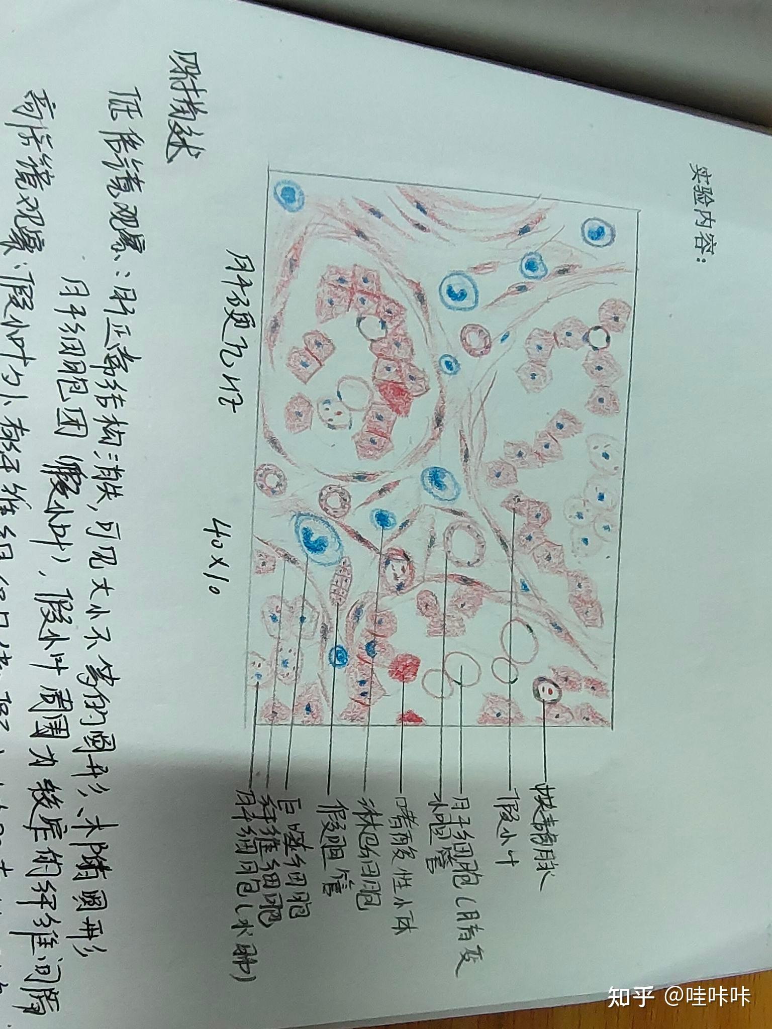 巨噬细胞生物绘图图片