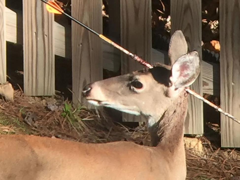 好惨又一头鹿被箭射穿头部还到处跑来跑去人类应该反思了