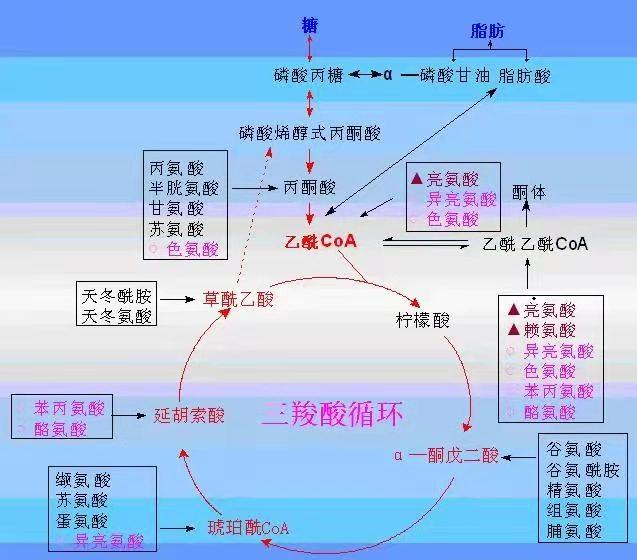 20 糖尿病与并发症(下)