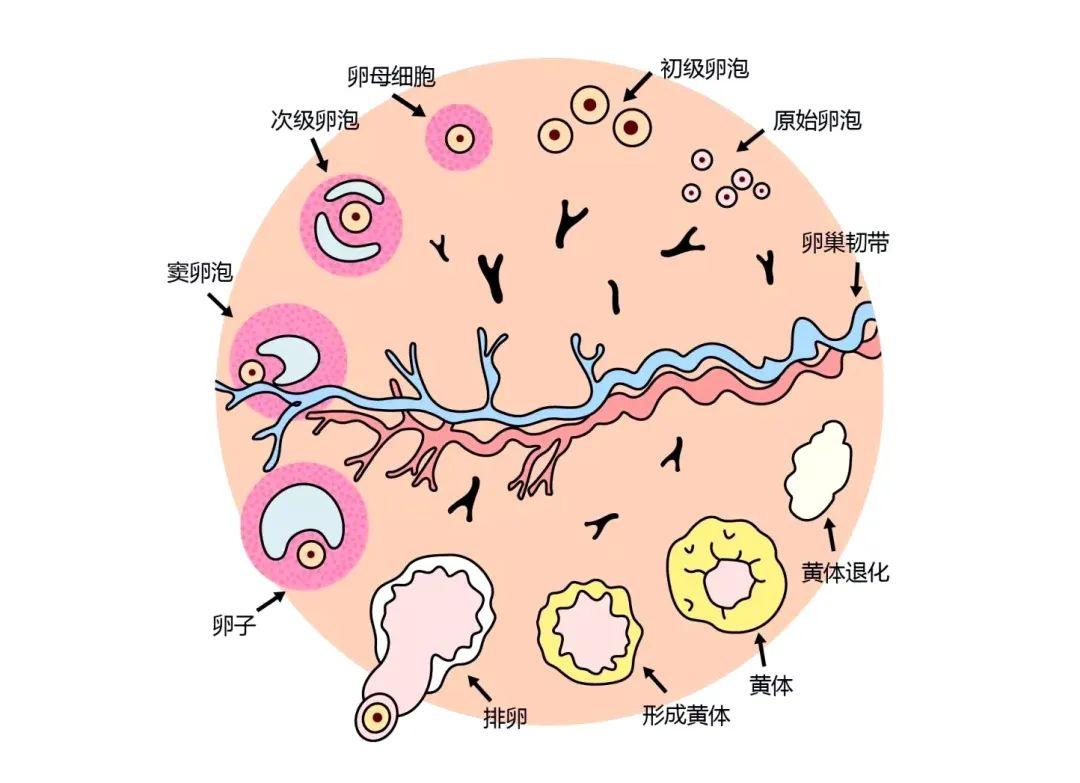 了該文章精準醫療,生物科技,再生醫療服務一體化綜合健康管理服務平臺