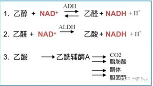 一文看懂酒精在体内代谢全过程&解酒方法及功能性原料 part Ⅰ