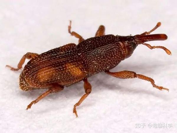 米象虫足够让人恶心 自相残杀和互相陷害是家常便饭 还爱同性恋 知乎
