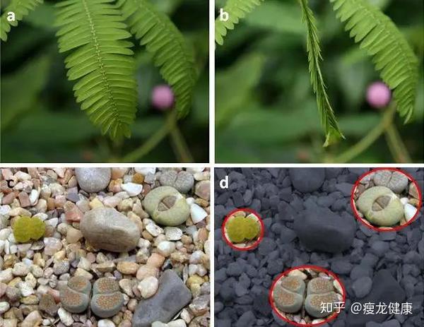 有哪些“最毒”植物?你能吃到的天然毒素 - 知乎