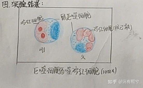 巨噬细胞手绘红蓝图图片