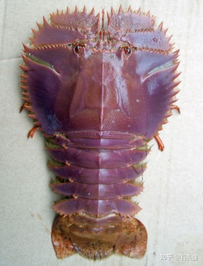 介绍一款小众海鲜琵琶虾