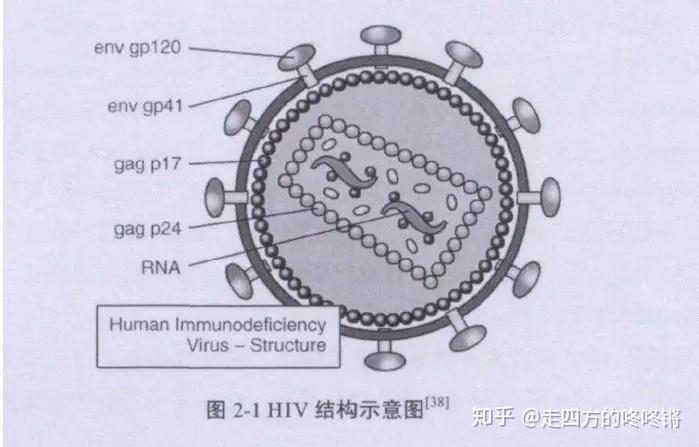 hiv是一种rna病毒,属于逆转录病毒家族一员,结构如图所示:想弄明白"