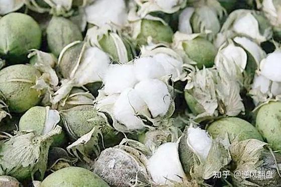 中国新疆棉是世界上棉花输出大国,接下来中国将目标放在取代美国成为