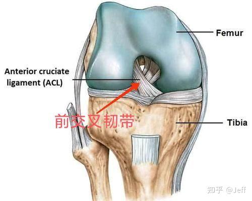 前十字交叉韧带撕裂图片