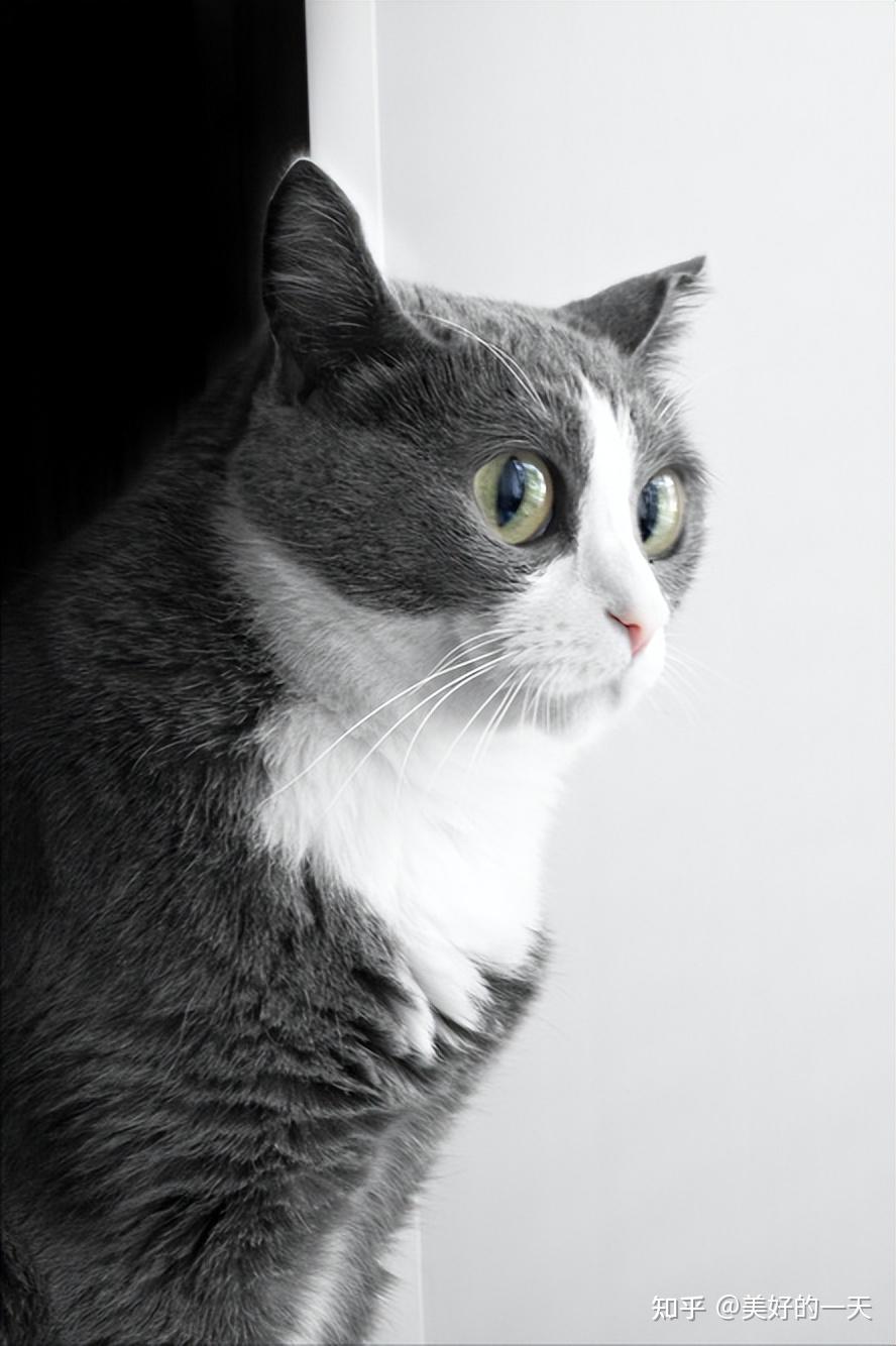 震惊，猫咪居然怕黄瓜，背后真相你知道吗- 知乎