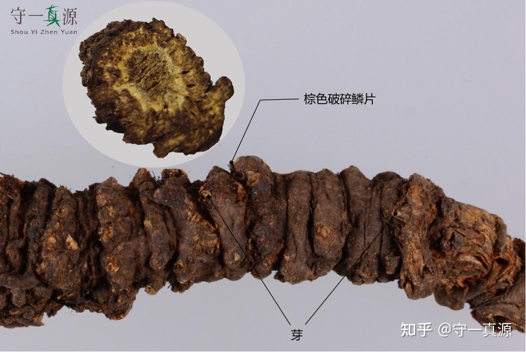 中药鉴定 | 处境尴尬的羌活 - 知乎