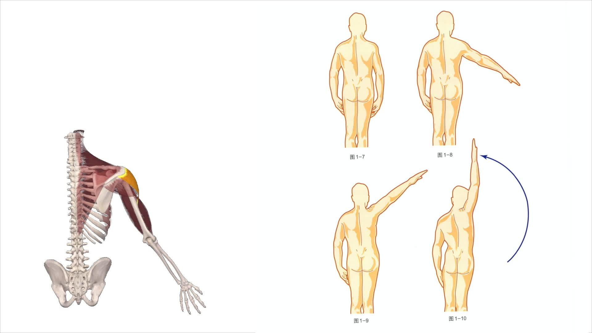 骨关节功能解剖学肩关节屈伸和内收