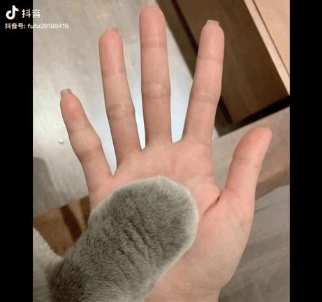 网上火了7年的猫爪x光居然是假的