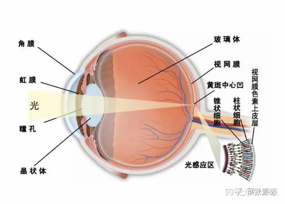 视网膜在哪个位置图片图片