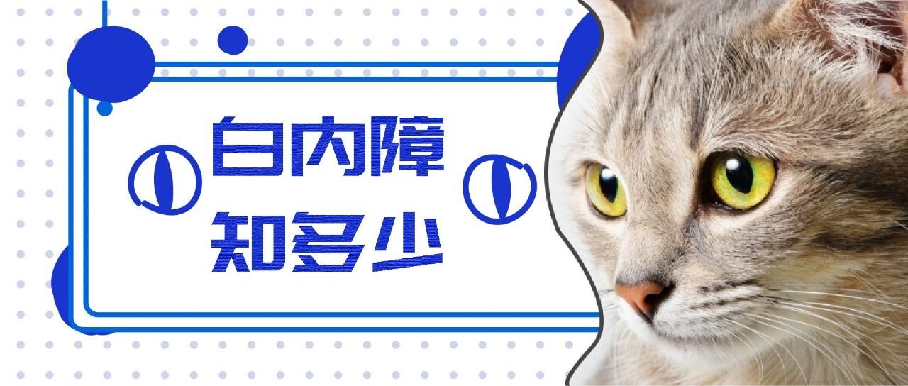 三个月大的猫咪竟得了白内障？出现这3个症状千万别忽视！ - 知乎