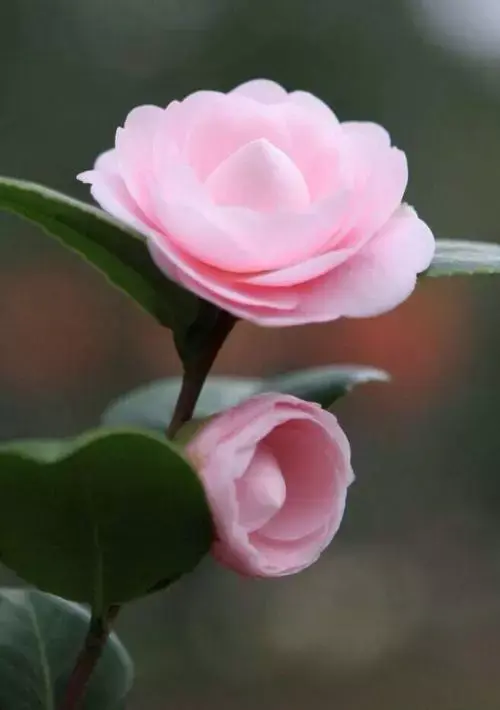 经典语录 茶花女 赢得一颗没有谈过恋爱的心 这就等于进入一个没有设防的城市 知乎