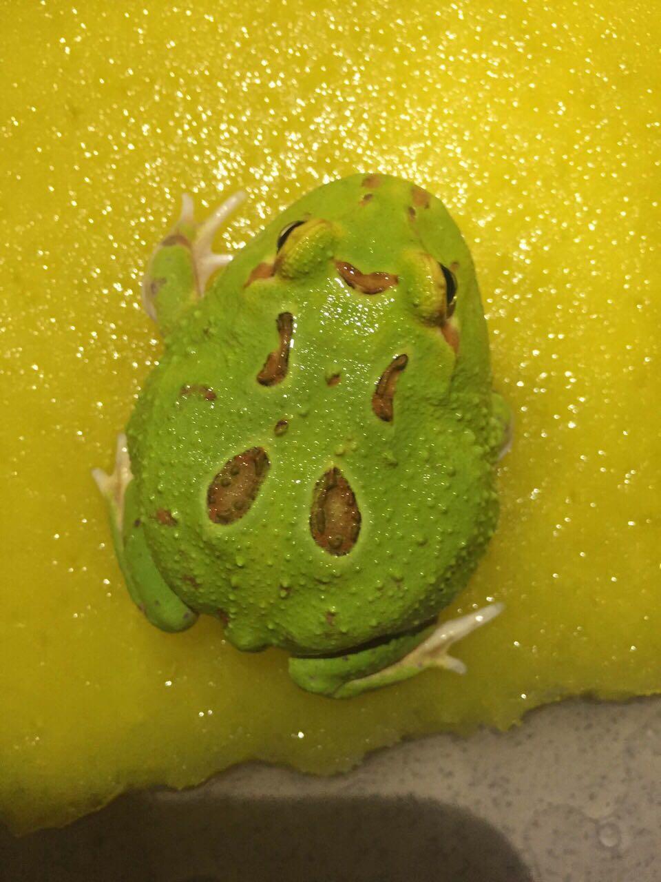 角蛙养角蛙钟角蛙南美角蛙霸王角蛙