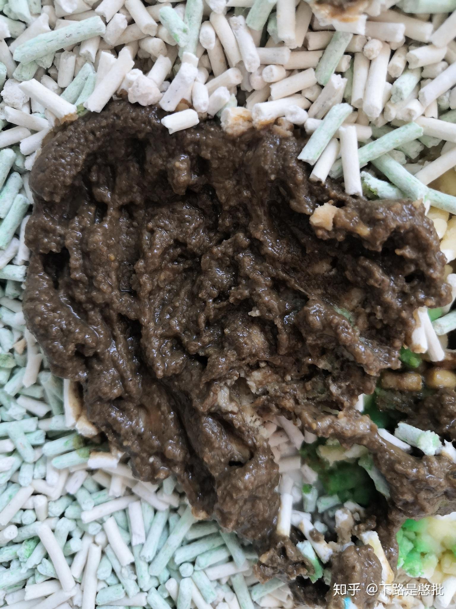 小猫猫一直拉糊状屎怎么处理啊