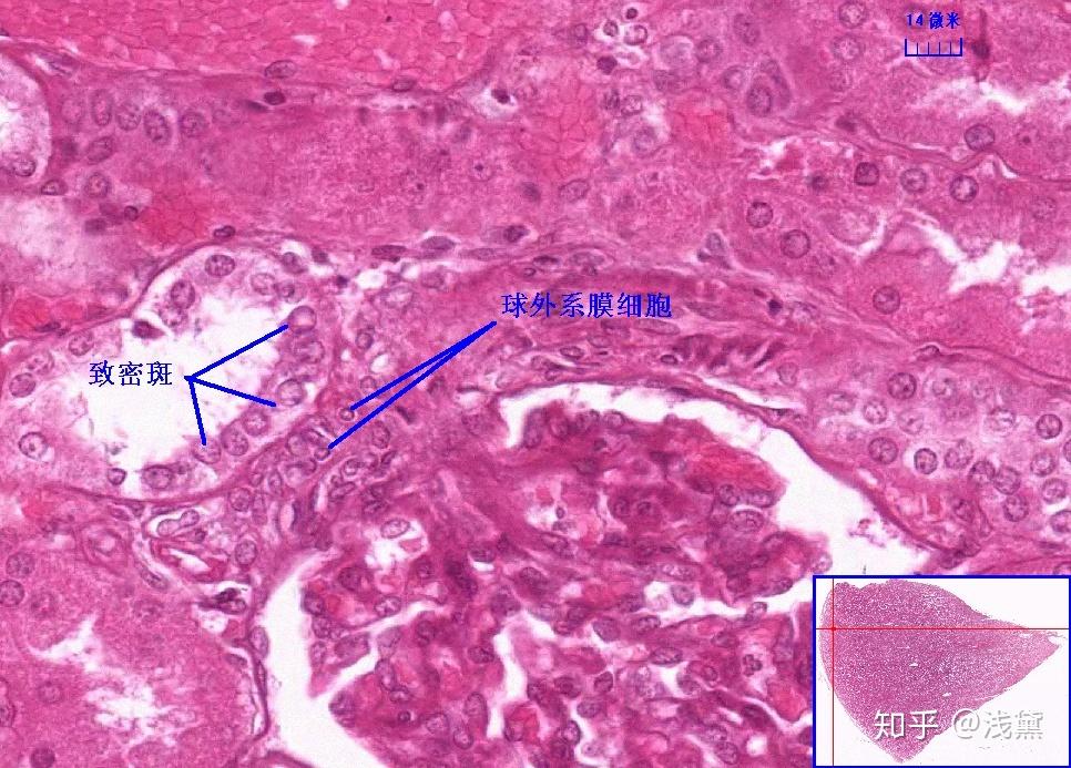 医学生组胚实验考试复习切片（库存更新完毕，后续根据需求更新） - 知乎
