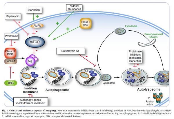 细胞自噬的分类，及关键过程 - 知乎