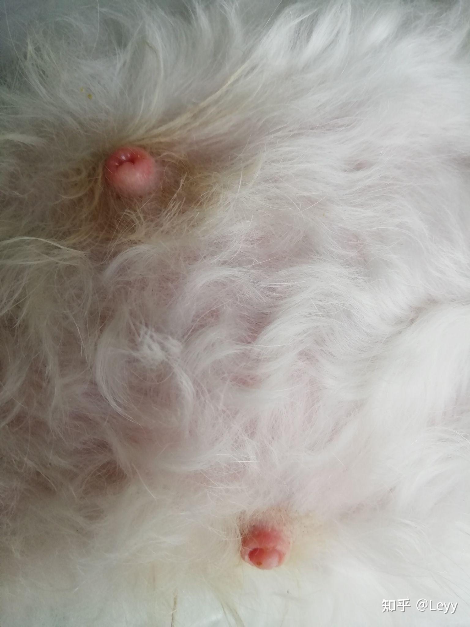 比熊乳头周围红肿总是喜欢舔用爪子挠有没有哪位知友遇到过这种情况用