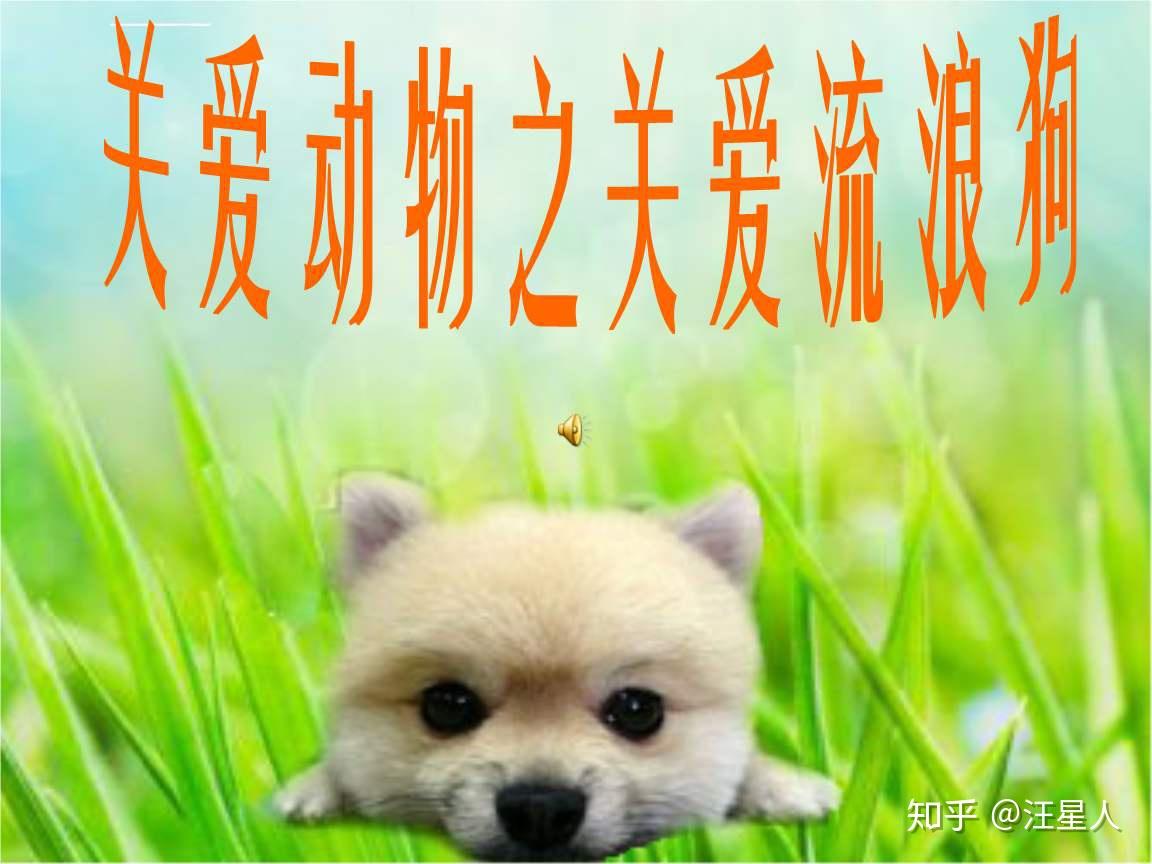 将关爱生命善待动物的理念传播给身边的每一个人