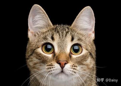 中华田园猫丨狸花猫 - 知乎