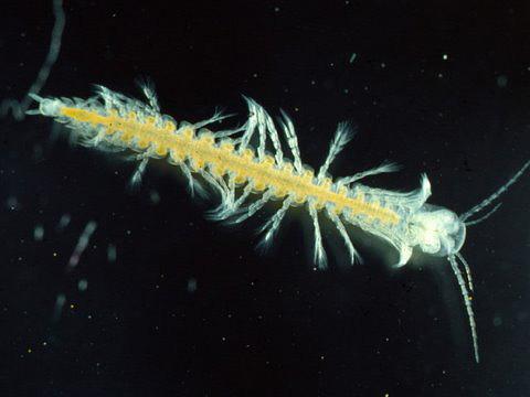 其中的桨足纲被认为和昆虫纲亲缘关系非常接近.