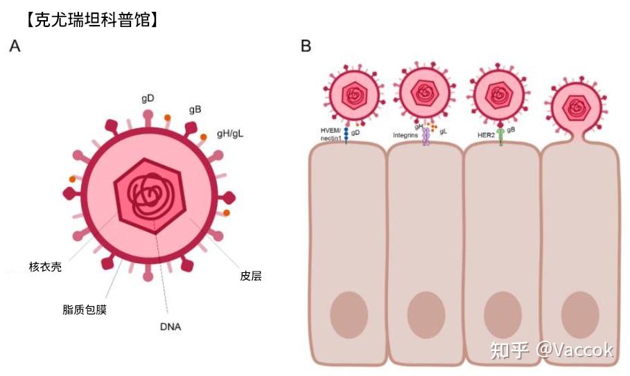 【克尤瑞坦科普馆】生殖器疱疹疫苗研发情况综述 - 知乎