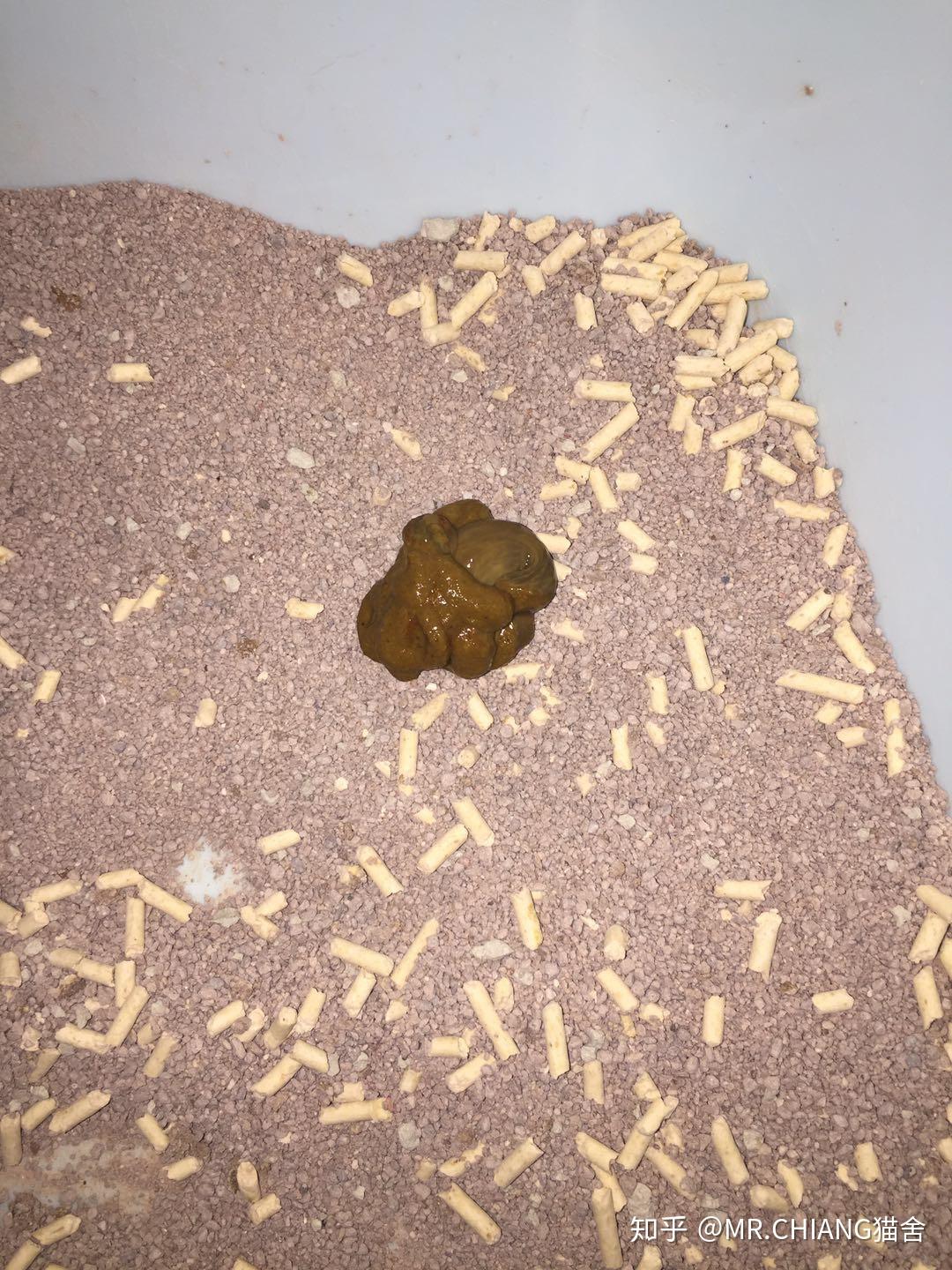 猫咪治疗胎儿三毛滴虫使用罗硝唑分享