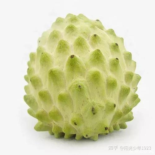 现代的什么是释迦果的图像