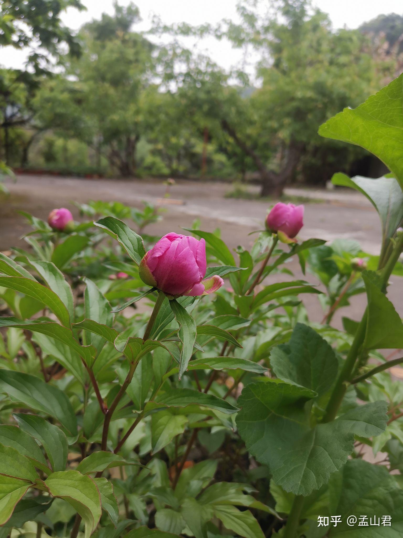 芍药生长记录