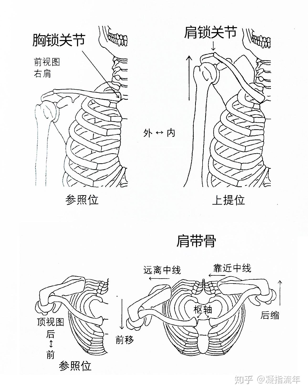 58.肩胛骨 (前面观)-系统解剖学-医学