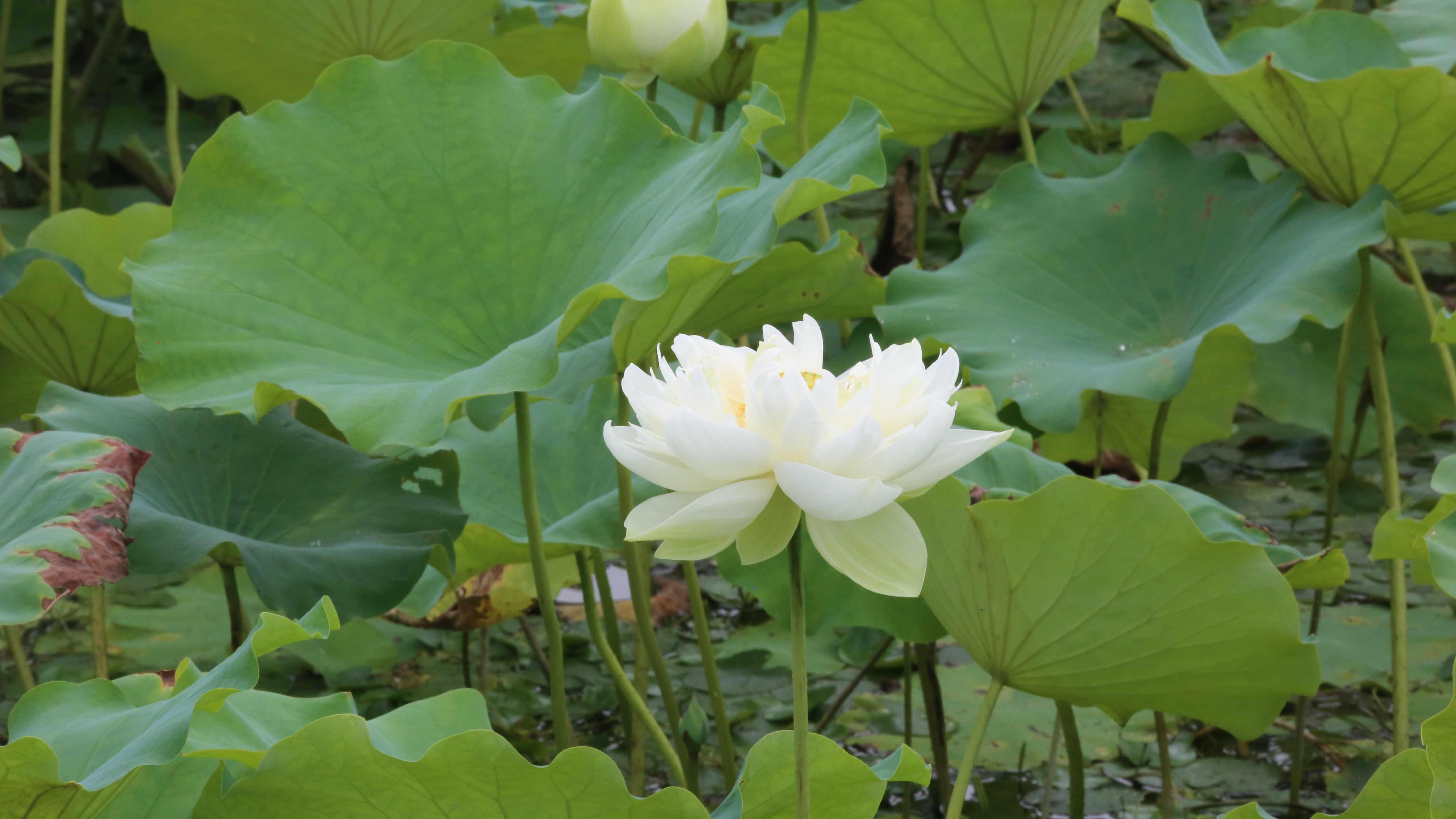 光影荷池夏一站约您误入藕花深处