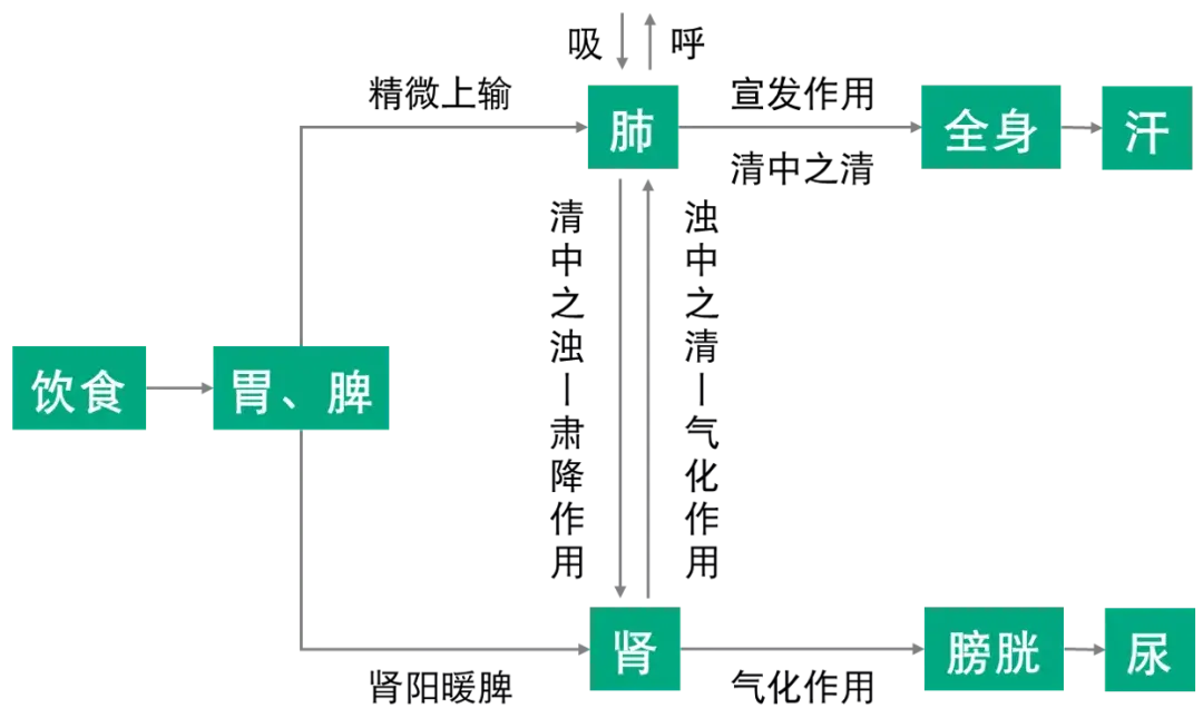 中医基础丨人体之津液