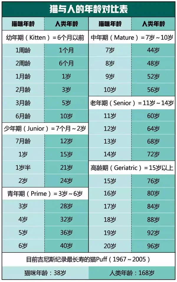 看起来很健康的猫竟猝死 9大致命原因一定要警惕 知乎