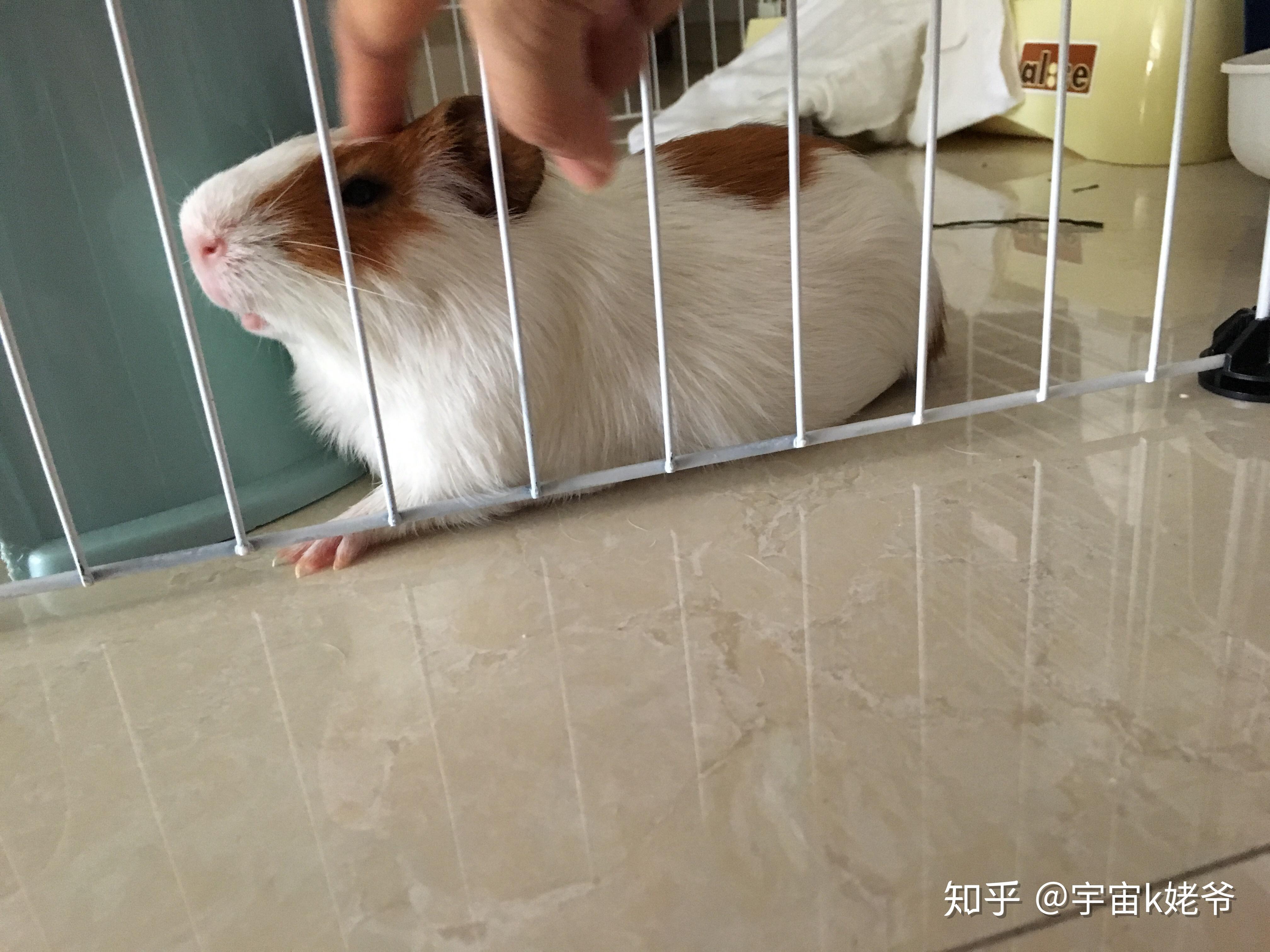 怎么养金丝熊才可以养得更好 v2-0896c31c390fff619d1428ad4ce8def6_r.jpg