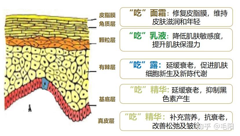 皮膚的正確護理流程與意義