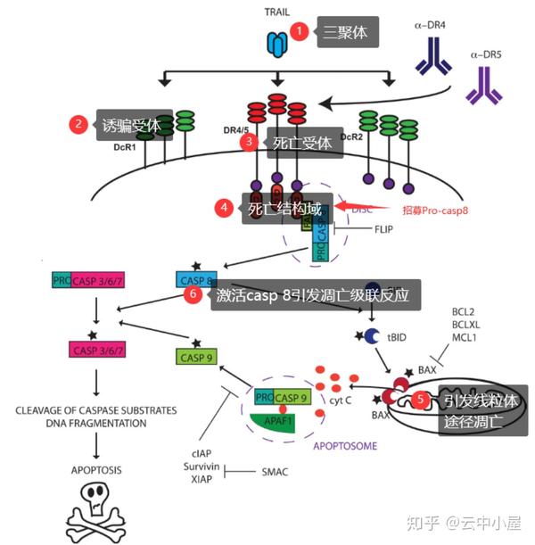 图21, trail介导的信号通路图