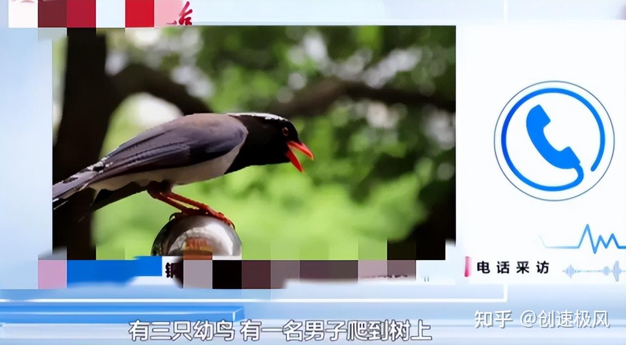 贵州2只大鸟攻击路人致2人受伤不能驱赶的原因竟是因为人类