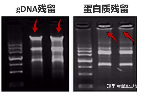 干货分享 | 做好反转录,这些细节很重要 - 知乎